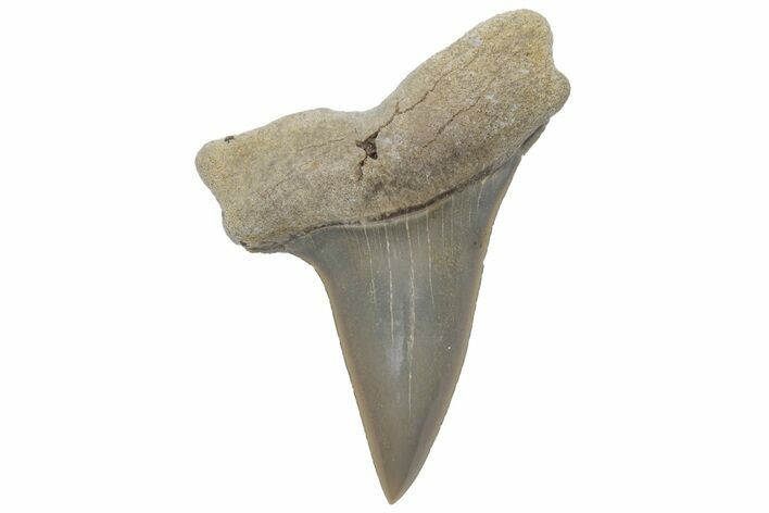 Fossil Mako Tooth - Lee Creek (Aurora), NC #220079